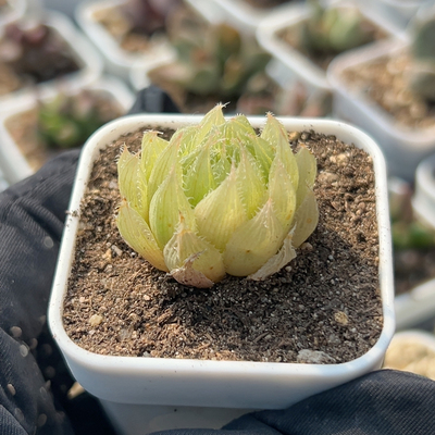 满38包邮，盆口5厘米，脱土发，带盆请备注，琉璃莲