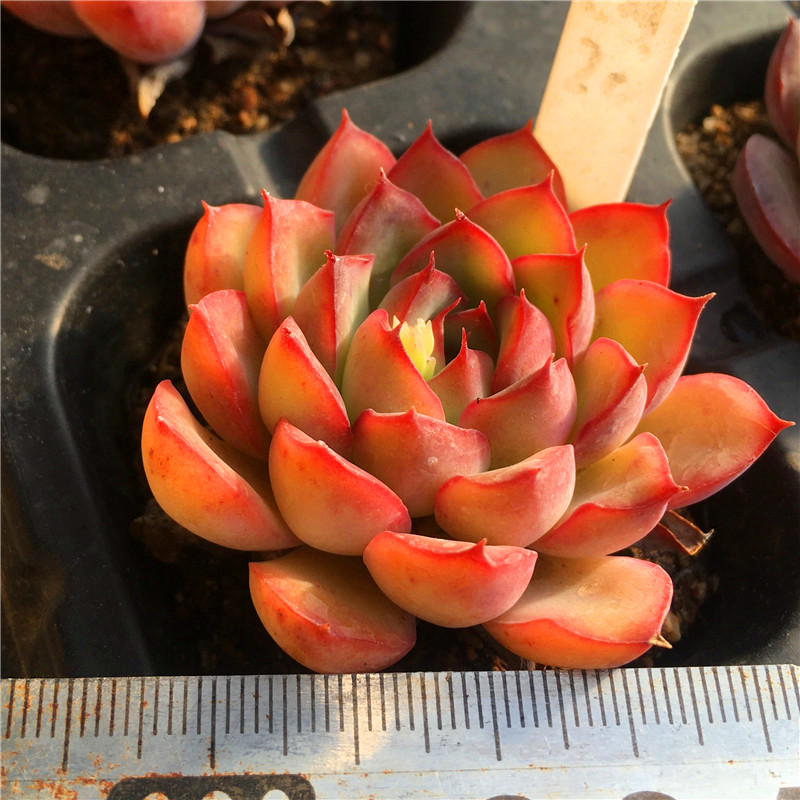 荷花多肉植物樱桃花月夜一物一拍清晟园艺实拍满38包邮