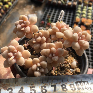 丸叶姬秋丽多肉植物一物一拍小桩群生易爆盆满38包邮