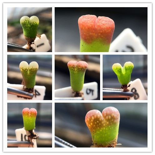 风铃蛋糕番杏科多肉植物