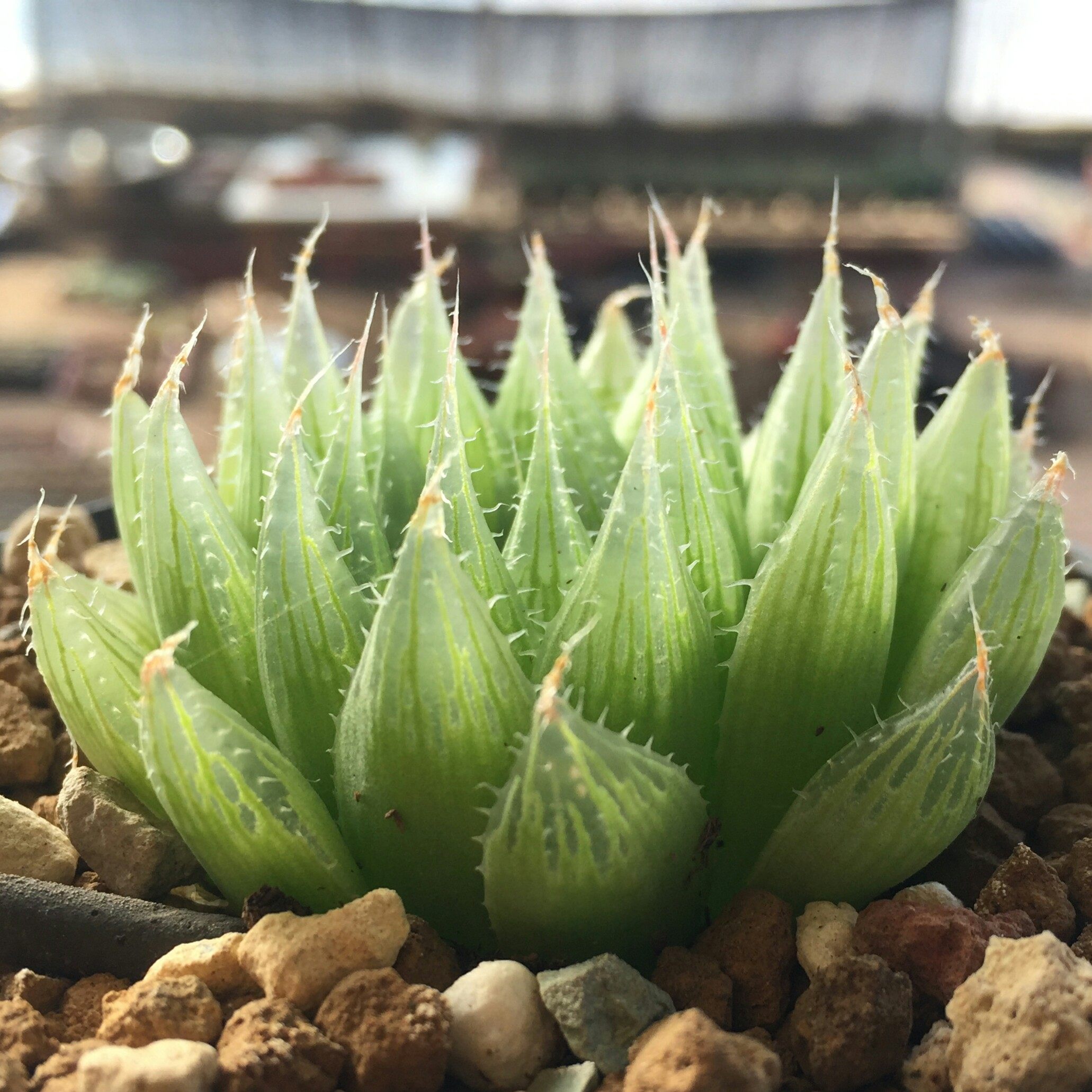 多肉三角琉璃殿多肉植物十二卷一物一拍清晟园艺实拍满包邮