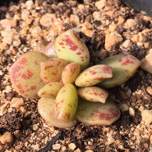 松虫多肉多少钱 松虫多肉价格 小麦优选