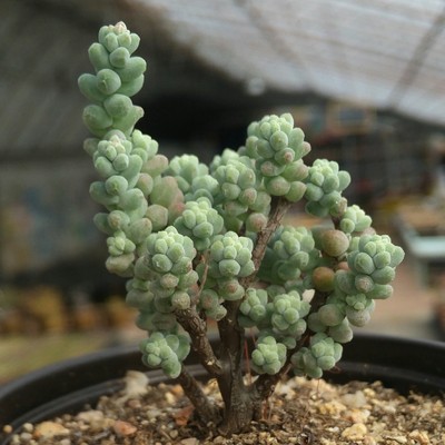 姬白磷稀有小桩多肉植物风之天使