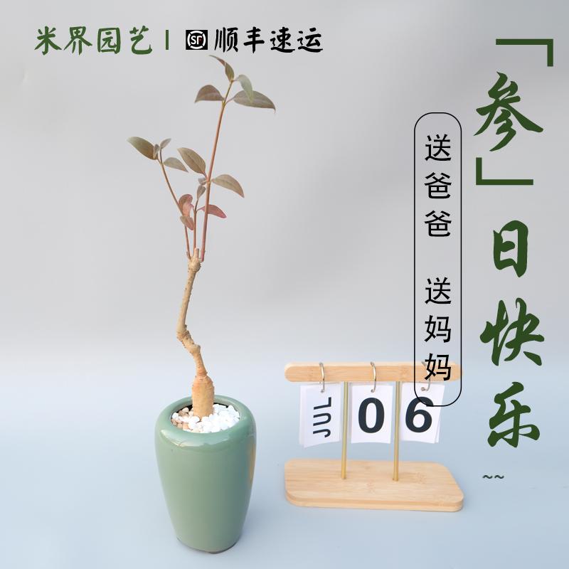 安第参人参生日礼物送长辈