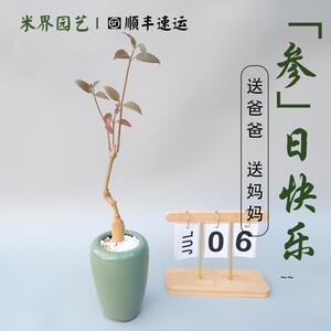 安第参人参生日礼物送长辈