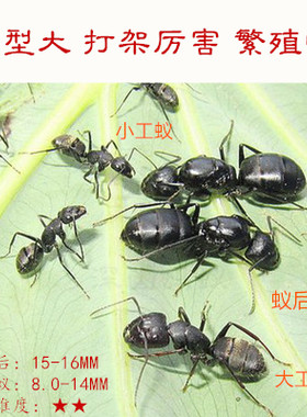 日本弓背蚁  蚂蚁城堡沙巢沙堡 养蚂蚁宠物蚁巢 蚂蚁工坊