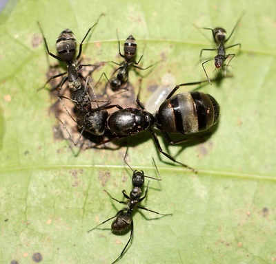 拟哀弓背蚁大型活体宠物工坊城堡