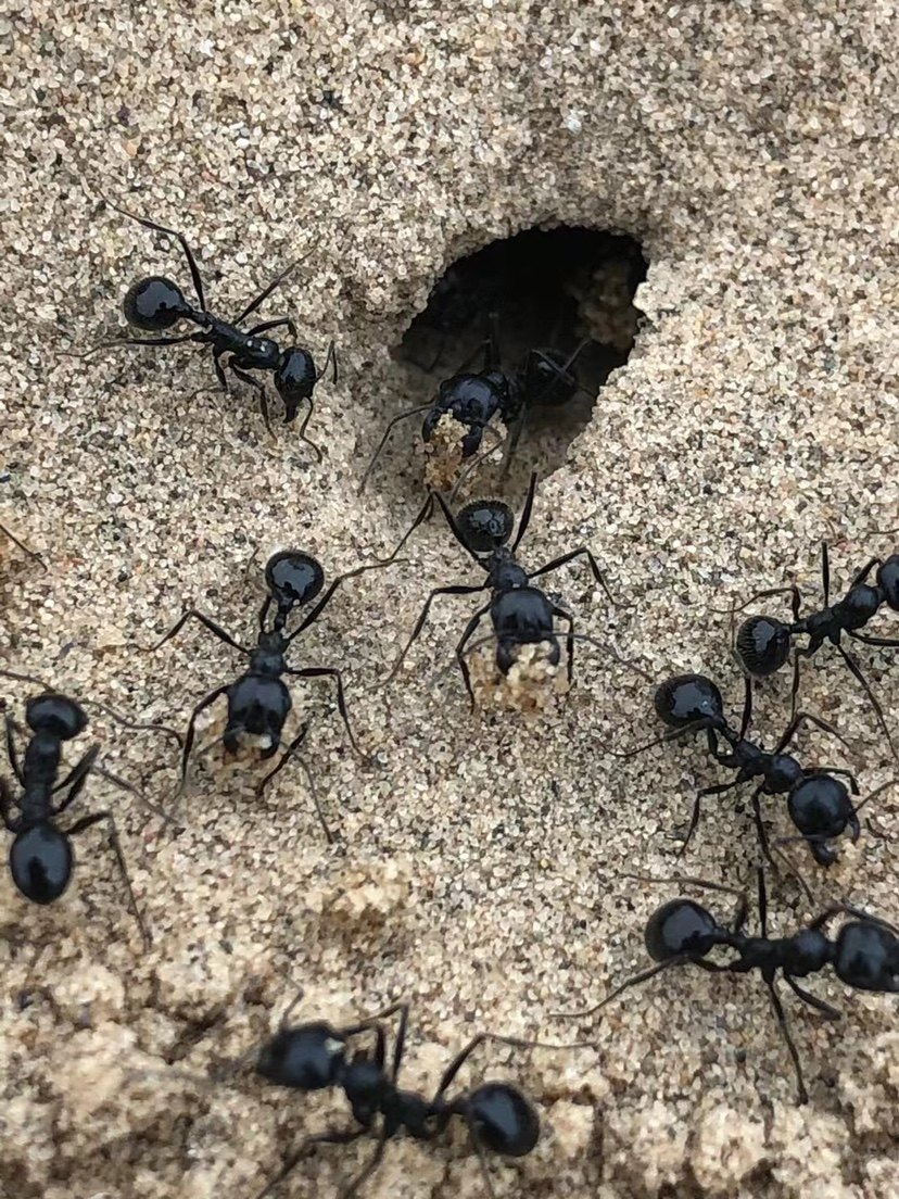 白刺收获蚁  荒漠收获蚁 messo desetus 新后小群  现货