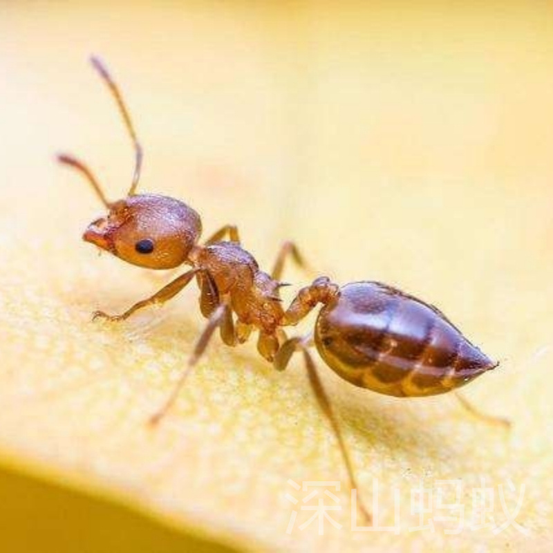 游举腹蚁 Crematogaster vagula新手蚂蚁多后繁殖快好养现货-封面