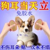 柯基德牧雪纳瑞耳朵固定器辅助胶带立耳西高地立耳贴狗狗立耳神器