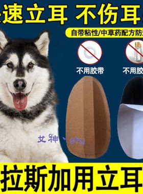 阿拉斯加杜宾雪纳瑞狗狗立耳贴