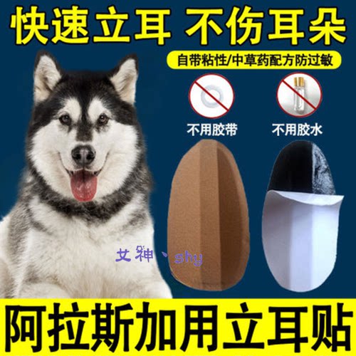 阿拉斯加杜宾雪纳瑞狗狗立耳贴
