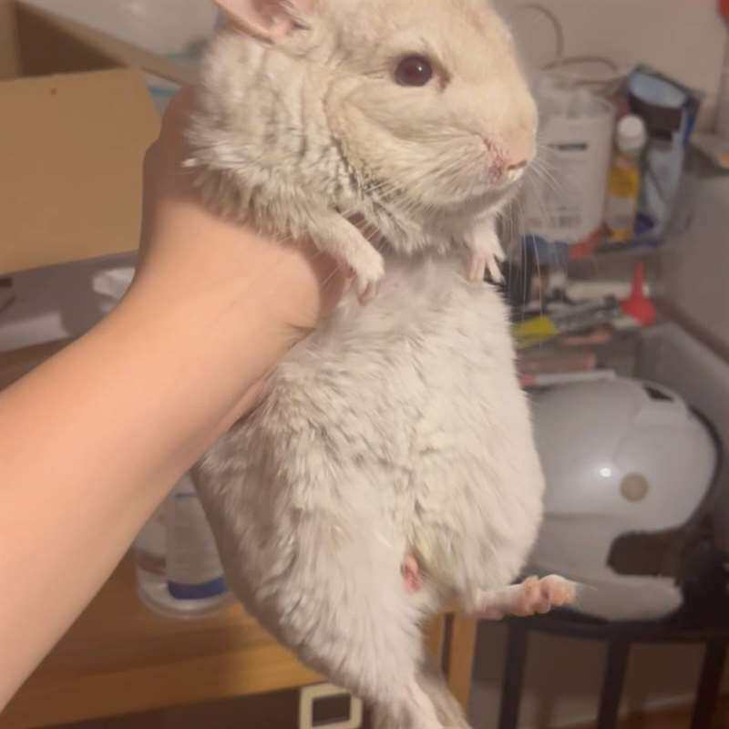 议价自家龙猫生的龙猫弟弟适用