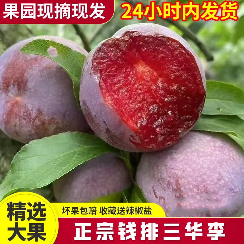 正宗信宜钱排三华李大果3斤5斤孕妇水果新鲜现摘酸甜红心李子