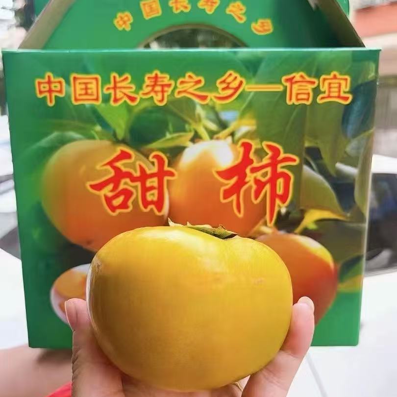 正宗信宜大成北梭甜脆柿子精选大果当季水果新鲜现货富有甜脆柿子