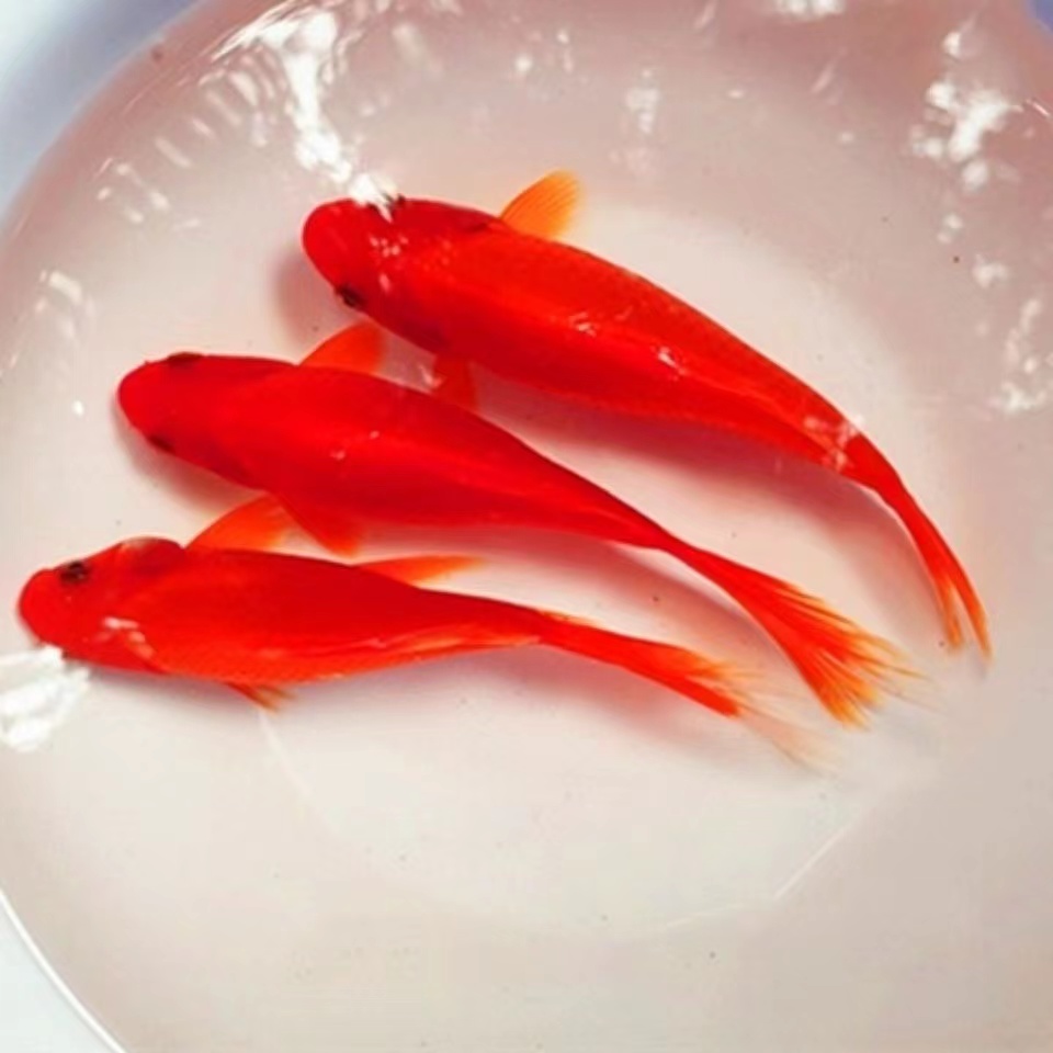 招财小金鱼小飞鱼好养耐活发财鱼