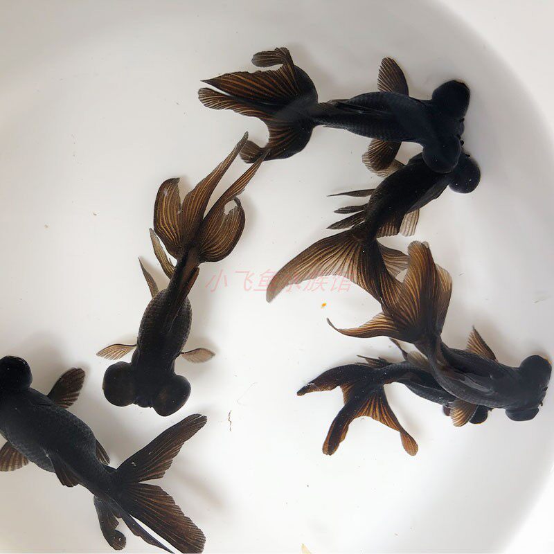 黑碟尾观赏鱼金鱼活体淡水鱼龙睛鱼蝶尾鱼活体冷水鱼墨龙睛小金鱼