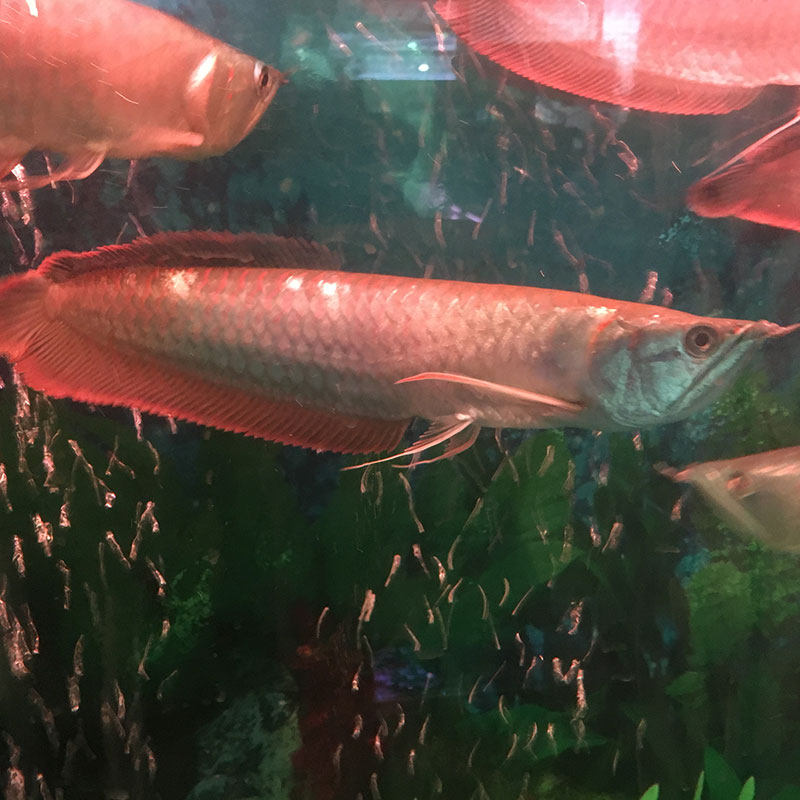 银龙鱼活体鱼苗金龙鱼热带鱼观赏鱼中大型风水鱼招财鱼银龙宠物鱼