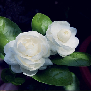 宝珠茉莉 重瓣四季开花浓香盆栽 虎头茉莉多年生室外植物开花不断