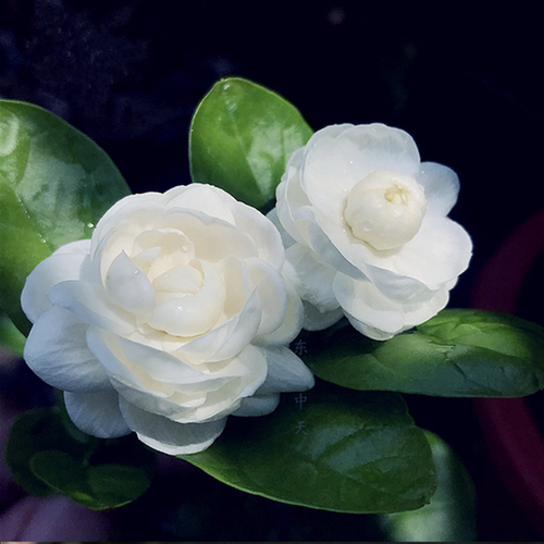 白茉莉浓香花卉绿植室内外花期长