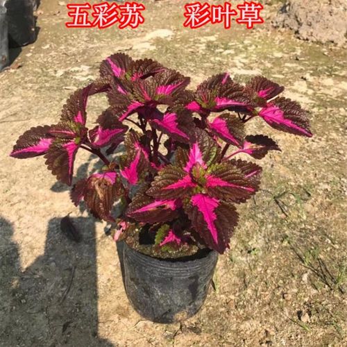 食用紫苏庭院净化空气易活彩叶草