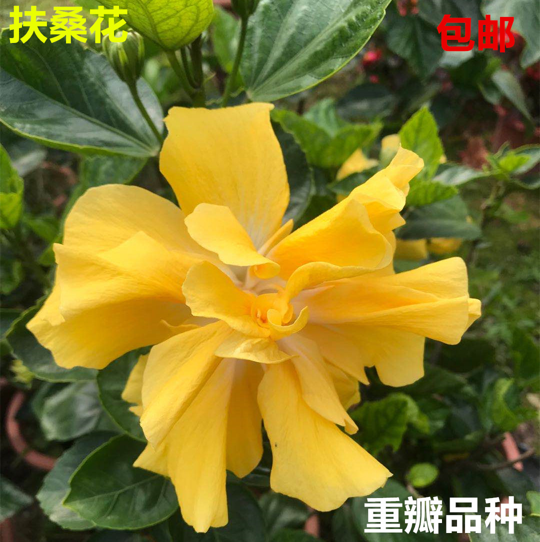 包邮四季扶桑牡丹重瓣盆栽大红花 阳台庭院色彩鲜艳 四季常绿植物