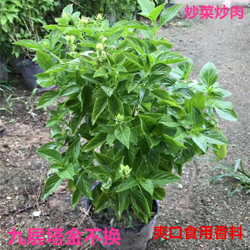 食用厨房盆栽盆栽罗勒金不换种子