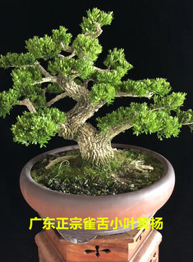 大型绿植小叶雀舌黄杨盆景阳台室