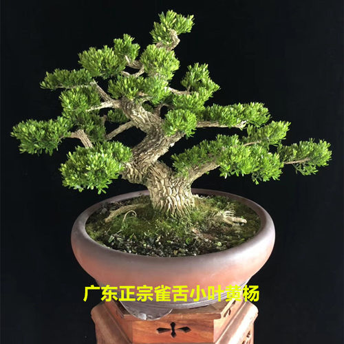 大型绿植小叶雀舌黄杨盆景阳台室