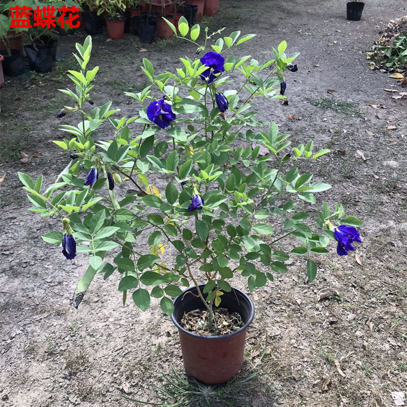 阳台盆栽蝶豆花苗食用花茶蓝蝴蝶