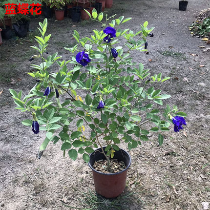 阳台盆栽蝶豆花苗食用花茶蓝蝴蝶花庭院植物攀爬花卉耐热花卉不断