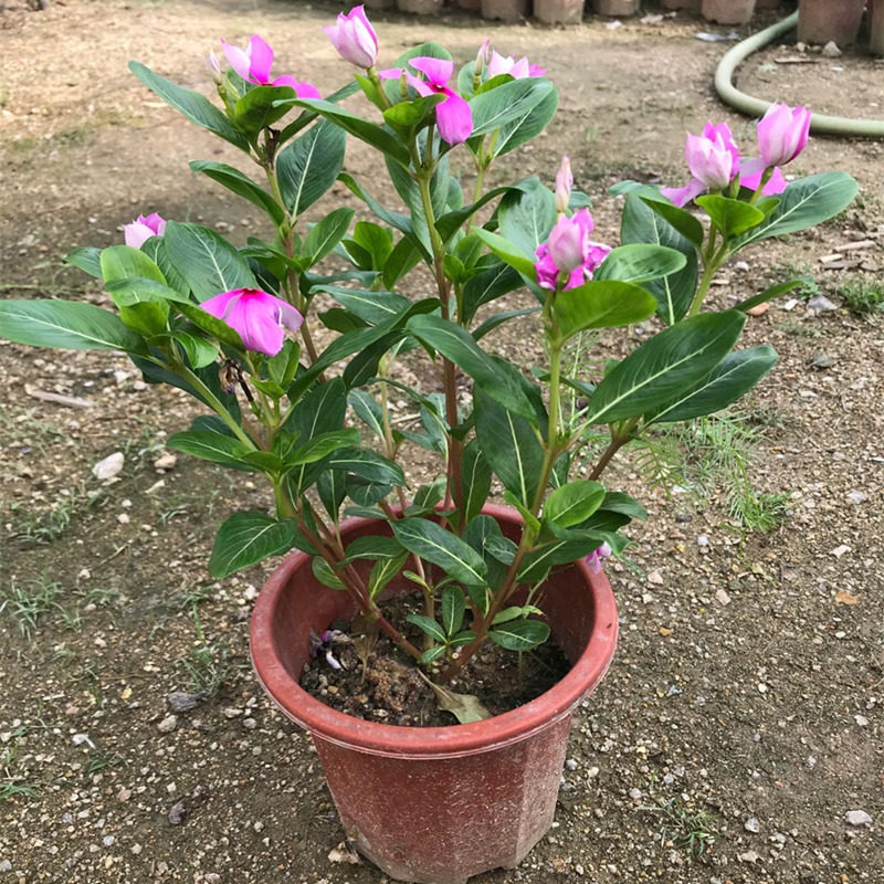 五叶梅盆栽四季长春花苗四季开花卉阳台庭院植物耐寒耐热绿植包邮