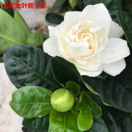 重瓣牡丹 大叶大花栀子花四季常绿阳台庭院芳香植物盆栽 绿植花卉
