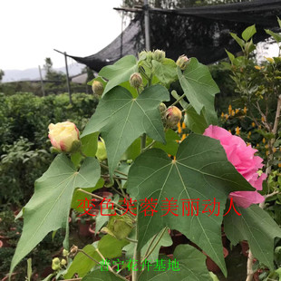 当年开花盆栽重瓣醉芙蓉花苗 木芙蓉 三醉芙蓉变色耐寒室内外绿化