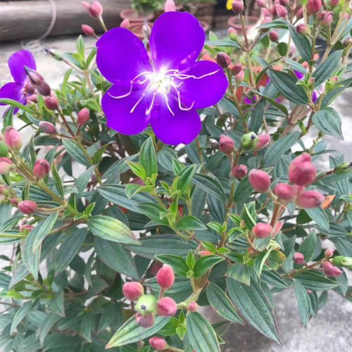 多年生巴西野牡丹庭院四季开花
