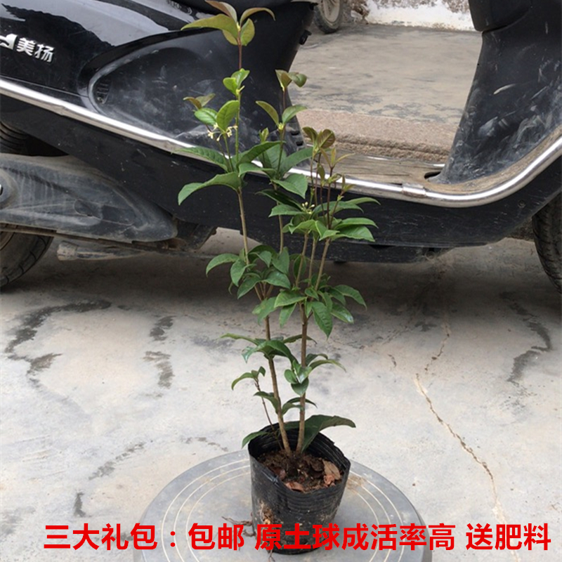 四季桂花盆栽嫁接桂花地栽庭院树苗四季桂金桂丹桂沉香桂浓香花卉