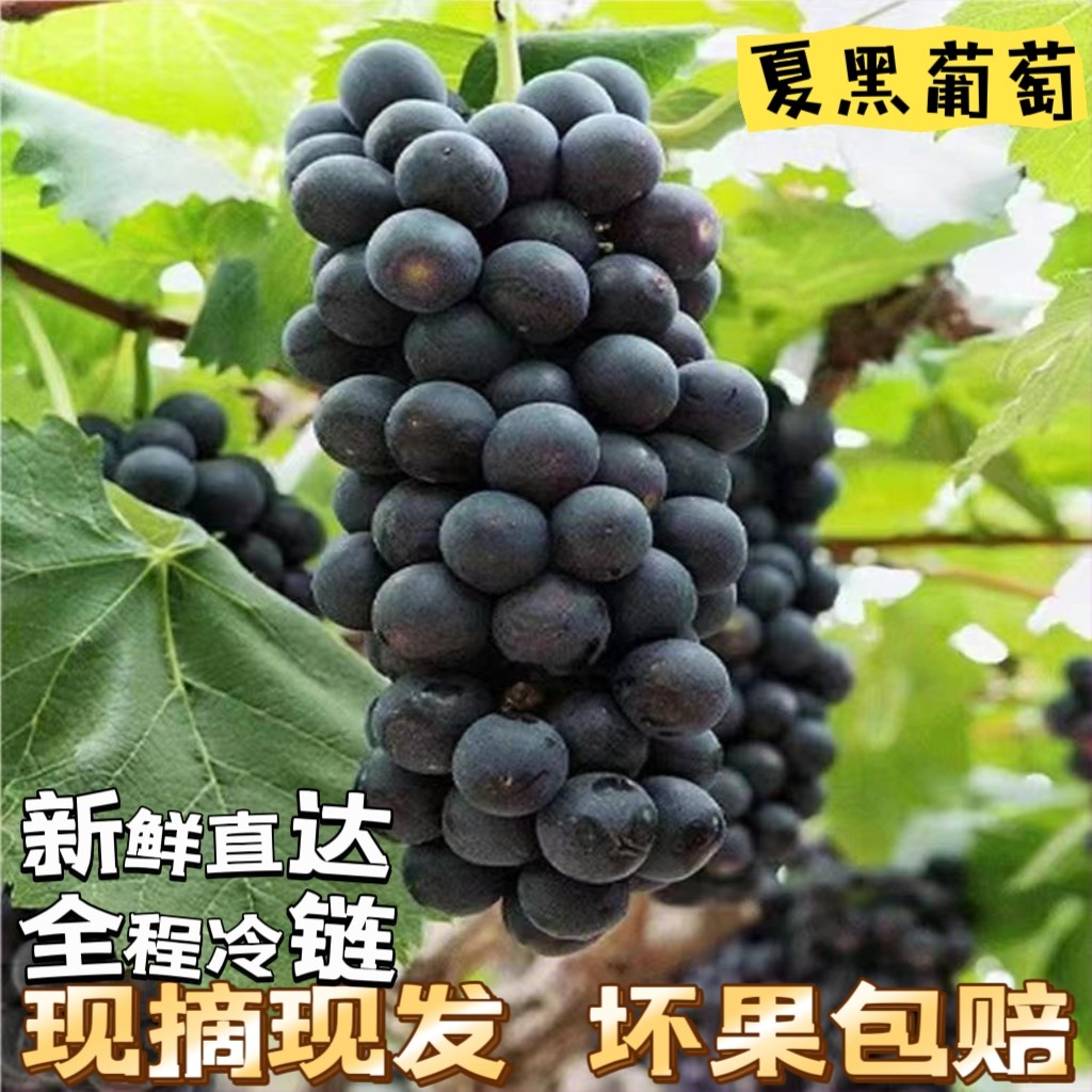 上海马陆葡萄夏黑葡萄包邮空运新葡萄/提子