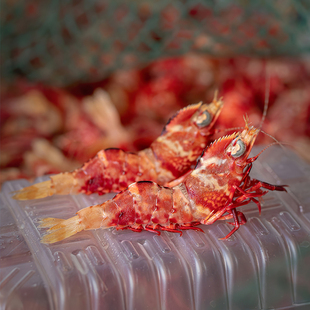 鸡冠虾 生腌刺身 东山岛海鲜直销活冻高脊赤虾大头虾约18只250g盒