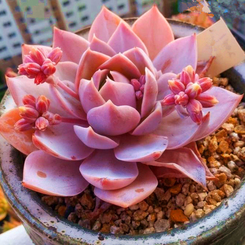 包邮多肉【木樨甜心】果冻粉色系小萌肉含盆土栽好防辐射盆栽