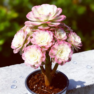 多肉植物 奶白法师老桩高端精品云南基地花卉绿植盆栽阳台办公室