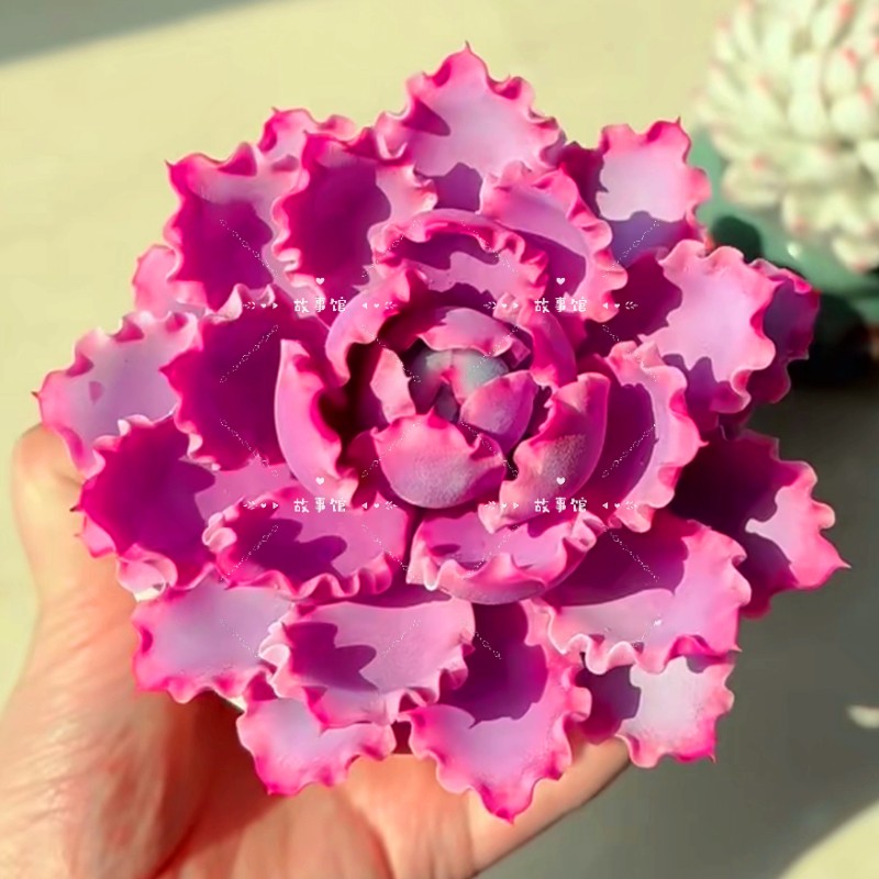 多肉植物 晚霞之舞仙子带盆栽好易服盆好养殖云南精品花卉盆栽