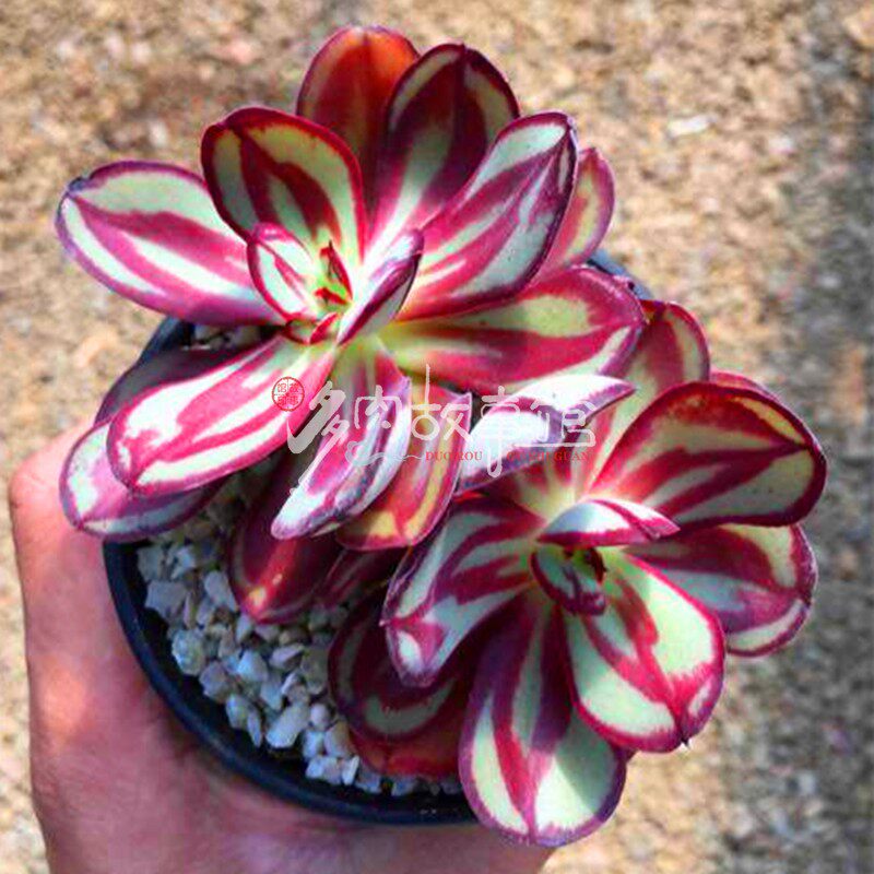 多肉植物 丸叶红司龙骨红丝云南基地直发奇趣品种花卉盆栽