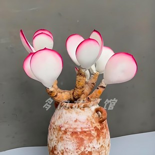 多肉植物 白娘子白眉福娘系列进口稀有品种多肉组合办公室