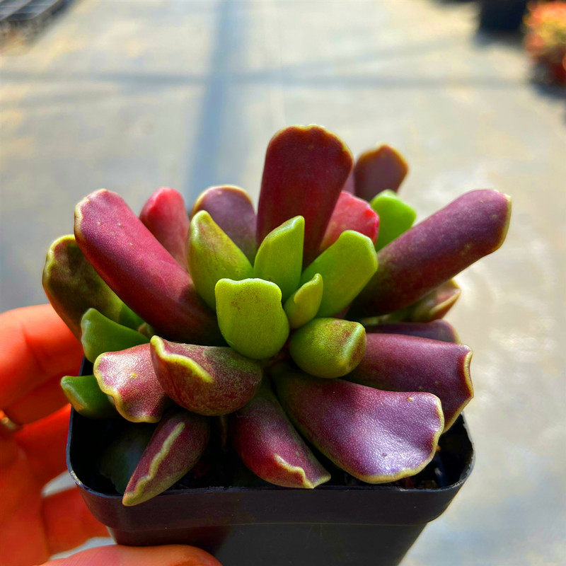 多肉植物 紫库柏水泡天锦章奇趣品种云南直发阳台庭院