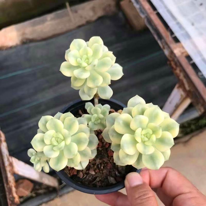 多肉植物 探戈覆轮锦自然锦老桩防辐射阳台美观盆栽量拍绿植花卉