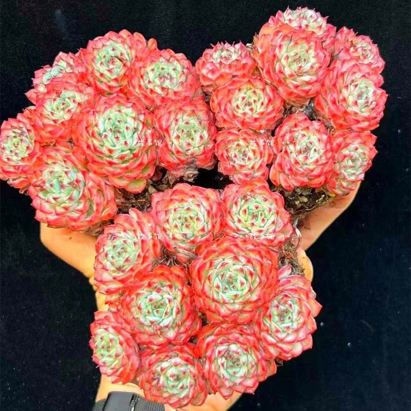 红姬莲绣娘高端精品多肉植物