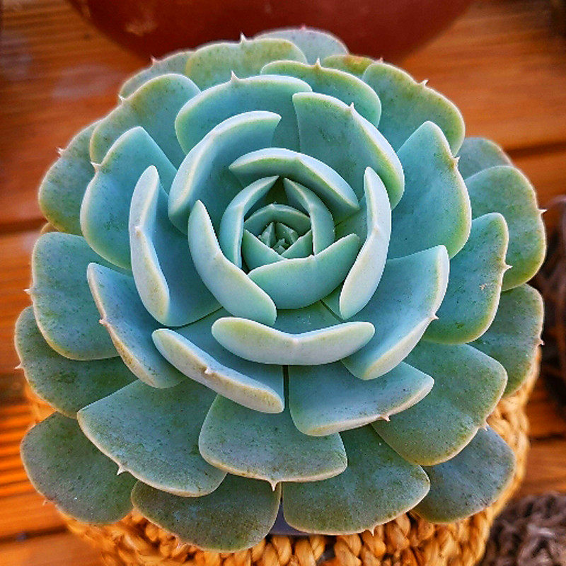 鲁氏石莲多肉 含盆土发防辐射净化空气盆栽满额包邮