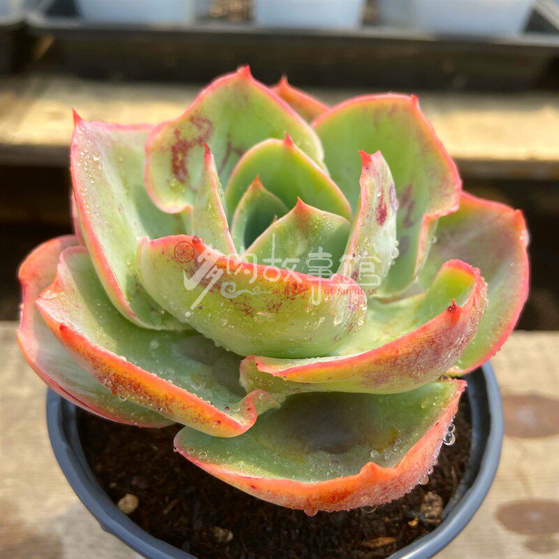 多肉植物白玫瑰达芬奇密码小精品净化空气防辐射多肉花卉组合阳台