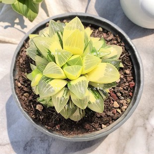 多肉植物 姬寿锦群带盆栽好组合奇趣盆栽花卉绿植阳台基地直发