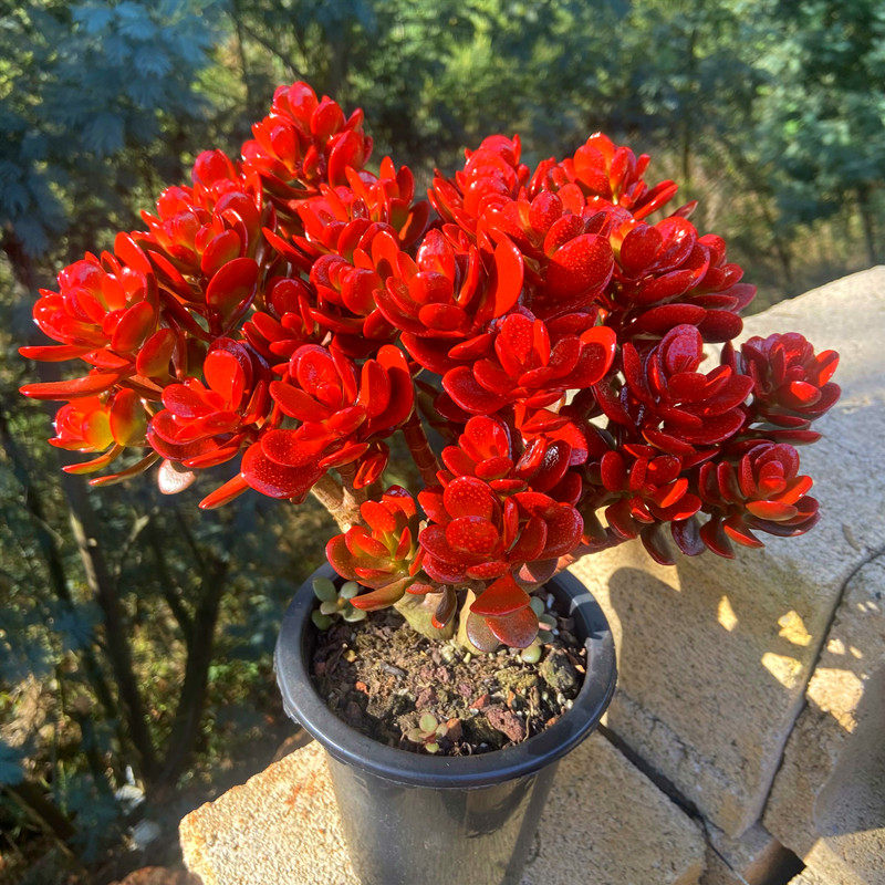 多肉植物【姬红花月老桩】满额包邮/多肉故事馆/品种盆栽,鲜花速递/花卉仿真/绿植园艺,多肉植物,淘宝优惠券,粉丝福利购,淘宝优惠卷